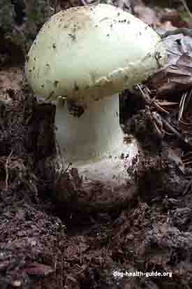 dog toxic mushroom amaita phalloides