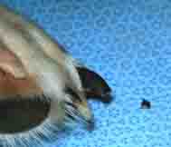 dog dark claws - example 9