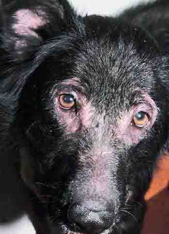 Hunde-Nahrungsmittelallergie-Wunden im Gesicht