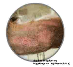 dog mange pimples from mange