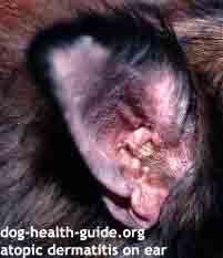 dog red ear due to atopy