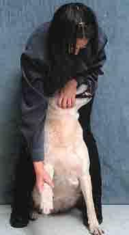 dog toenail clipping - 189px x 344px - example 5