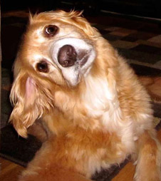dog vestibular ear disease - example 1 - 226px x 254px