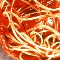 Dog Worms Types: Symptoms Treatment and Prevention