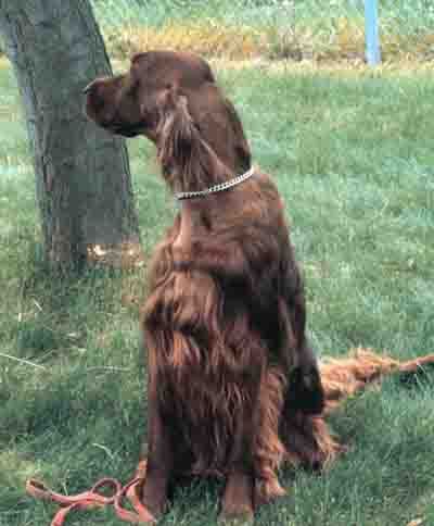 irish setter dog
