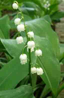Lily of the Valley