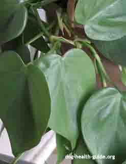 philodendron