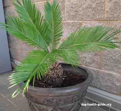 sago palm