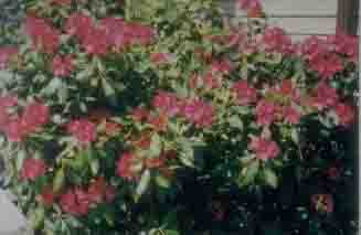 azalea