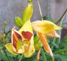 daylily dog poisoning