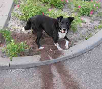 dog digging holes in flower bed - example 1 - 400px x 348px