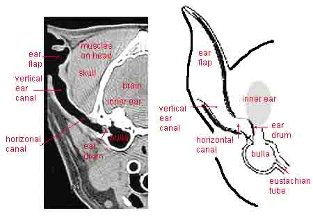 Canine Ear Problems: Symptoms, Treatment and Cleaning