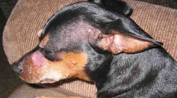 dog ringworm symptoms on face