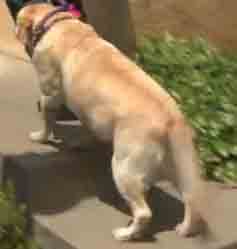 dog hip dysplasia