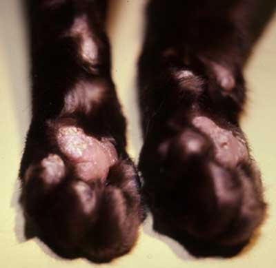 dog pemphigus on feet dog pemphigus on feet
