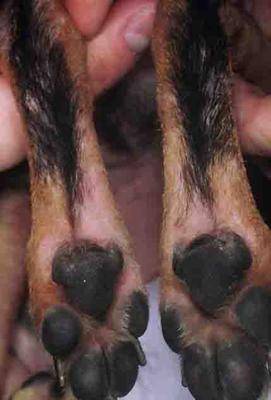 Pictures and Causes of Dog Skin Ulcers Sores and Lesions