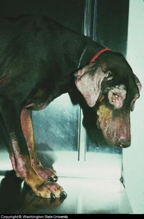 dog food allergy dog food allergy