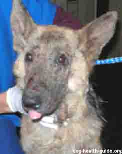 red mange on face
