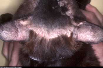 pemphigus in dogs pemphigus in dogs