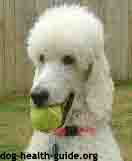 poodle with dog addisons