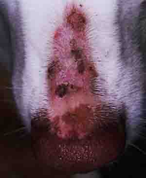 puppy pyoderma pimples