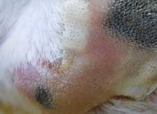 skin lesions on dogs