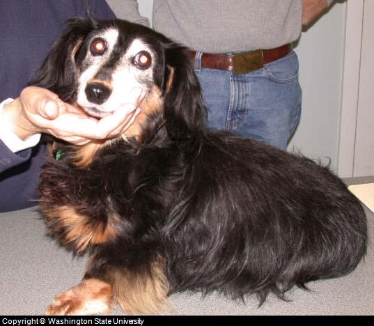 dog skin disorders dog skin disorders