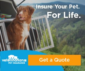 pet health insurance