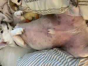 Possible Flea Related Dermatitis