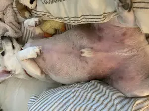 Possible Flea Related Dermatitis