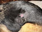 Dog Skin Ulcer on Side
