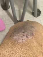 Skin Infection on Dog's Lower Back