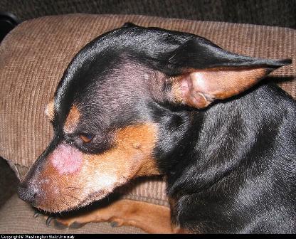 sebaceous adenitis miniature pinscher