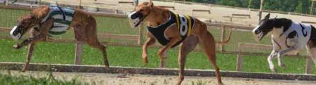 Greyhounds as Original Source of Dog Flu Greyhounds as Original Source of Dog Flu