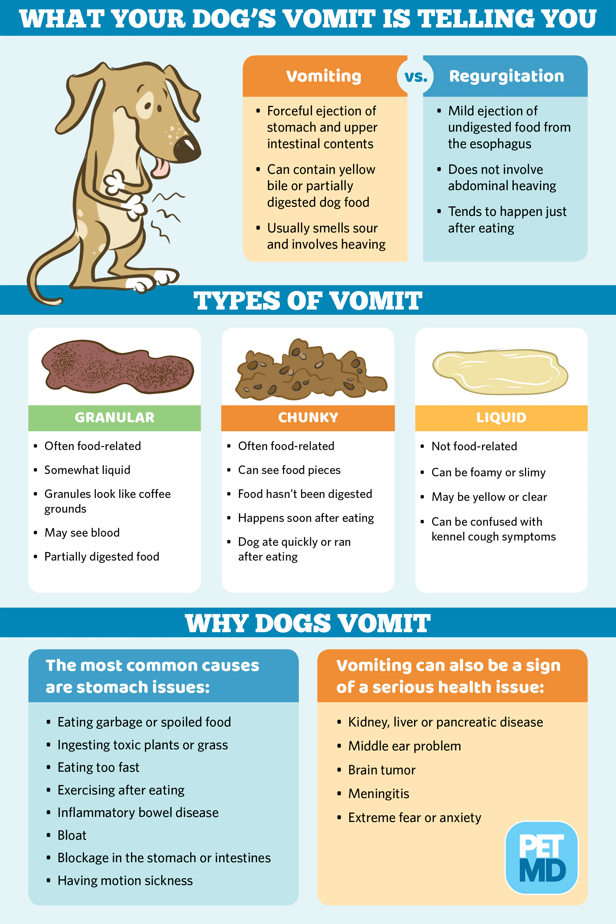 dog vomit infographic