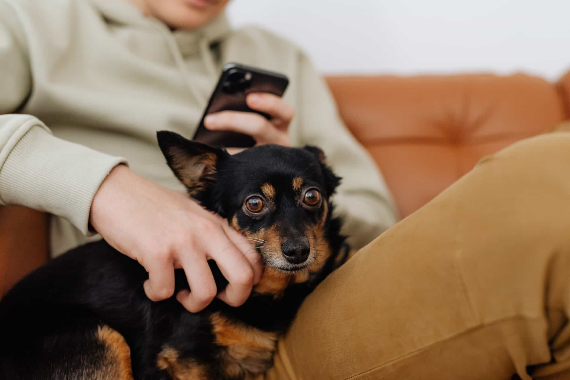 dog on persons lap