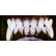 Canine Teeth Medium Muzzle Anterior View Canine Teeth Medium Muzzle Anterior View