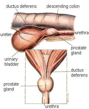 Canine Prostate Anatomy