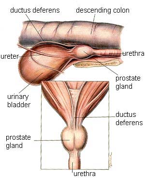 where is the prostate located on a male dog