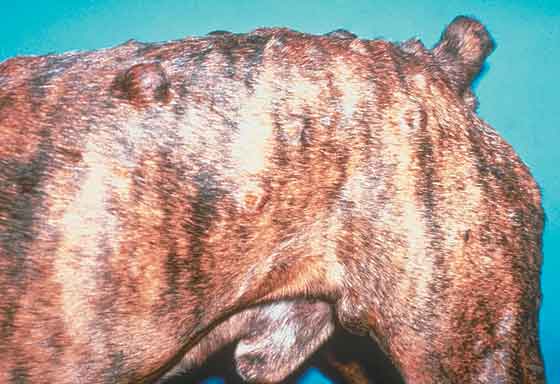 Sebaceous Cysts on Dog Skin