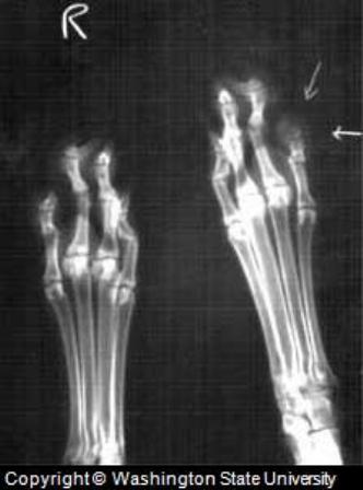 Canine Skin Cancer: Foot Canine Skin Cancer: Foot