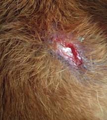 Abscess in Dogs Care and Treatment Updated Jan 2020