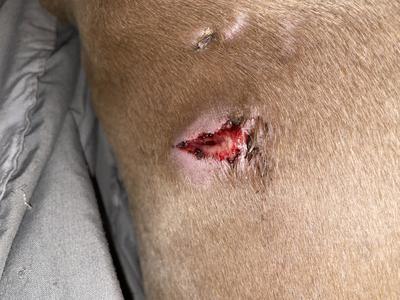 Recent photo of wound 