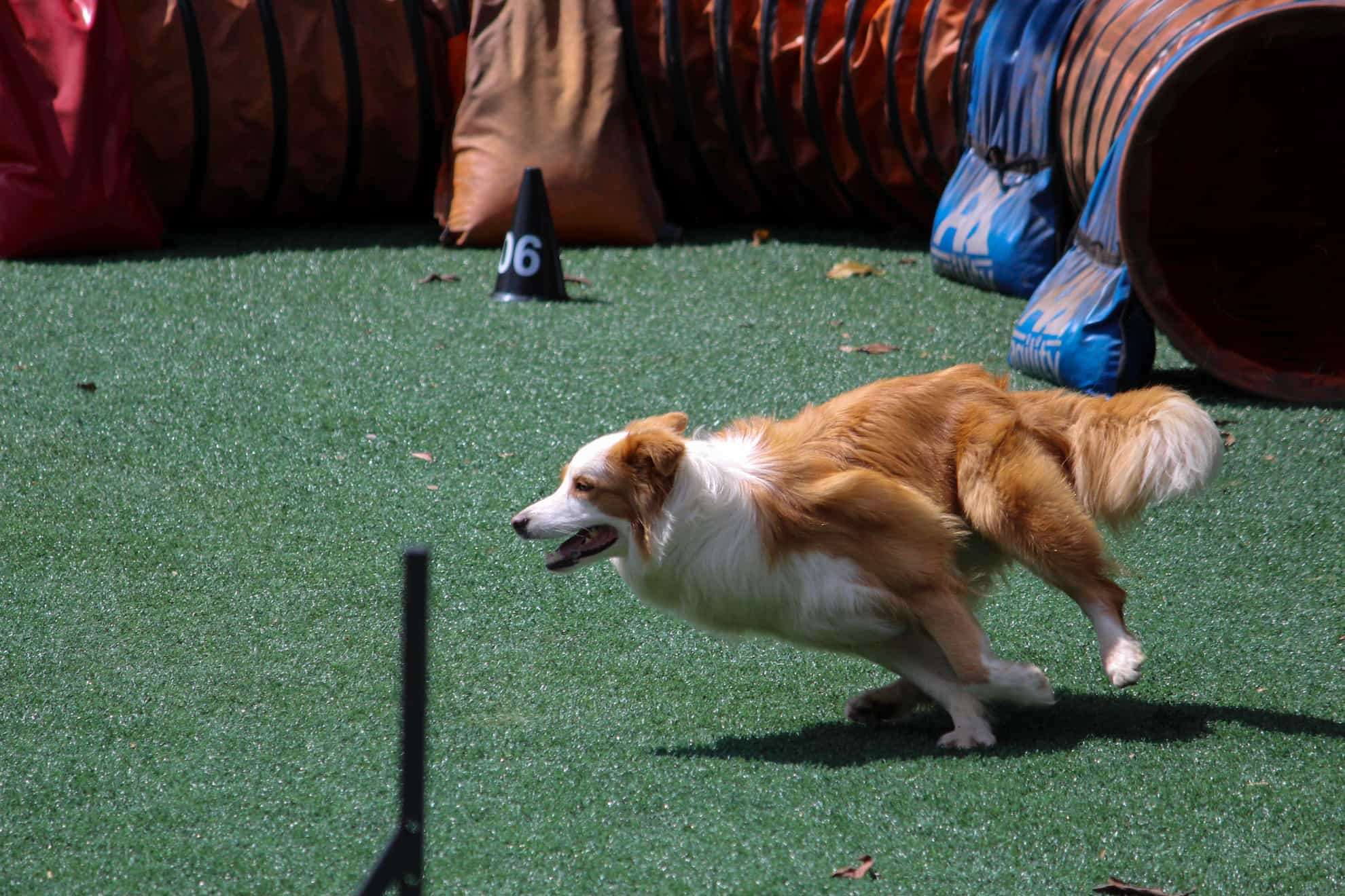 dog agility training