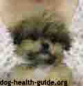 Dog With Addison's Disease