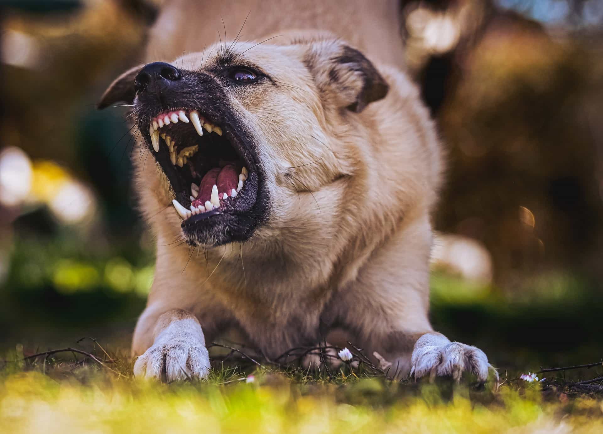 aggressive dog aggressive dog