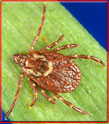 american dog tick