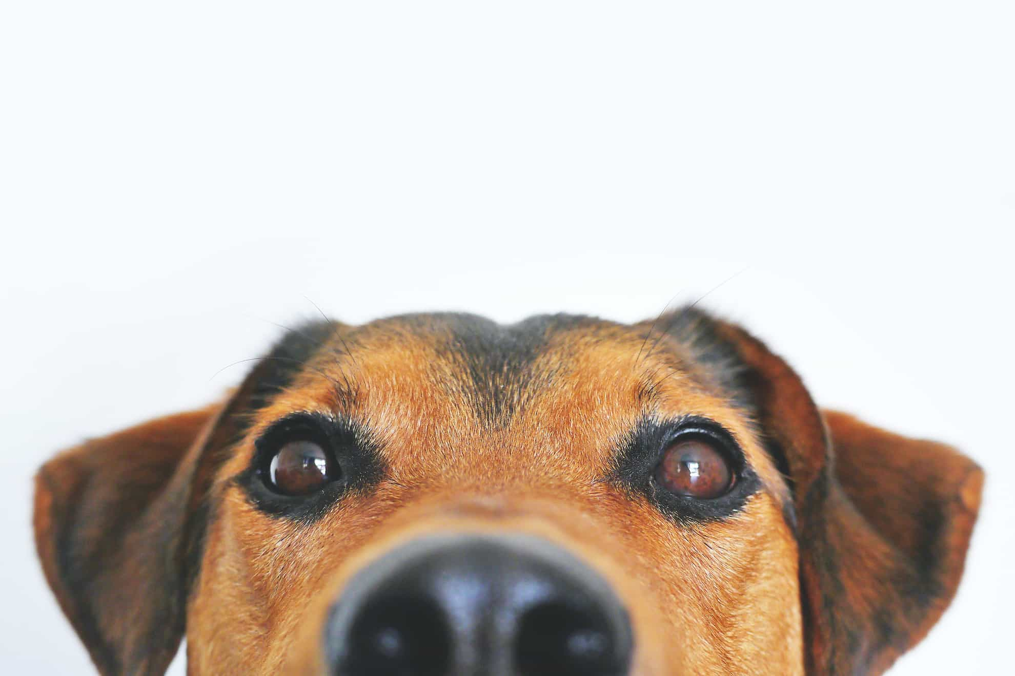 puppy looking over wall