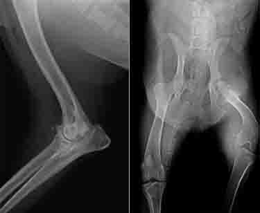 Canine Arthritis - Xrays of Dog Elbow and Hips