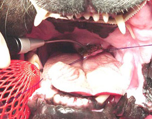 Brachycephalic Soft Palate Surgery Brachycephalic Soft Palate Surgery